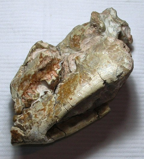 cranio fossile di ?